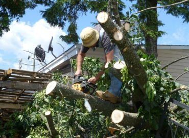 Tree Service Rochester Hills