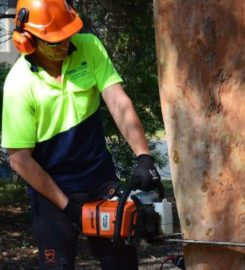 DMS Tree Removal