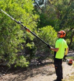 DMS Tree Removal