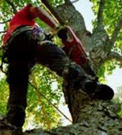 DMS Tree Removal