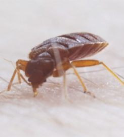 Hydrex Termite & Pest Control