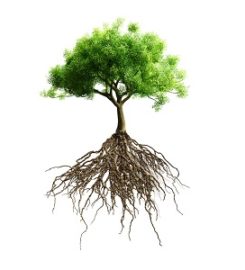 Santa Clarita Tree Service
