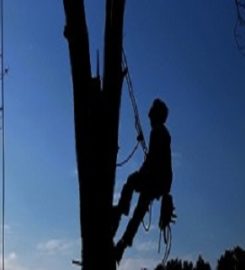 Elk Grove Tree Care