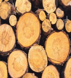 Santa Clarita Tree Service