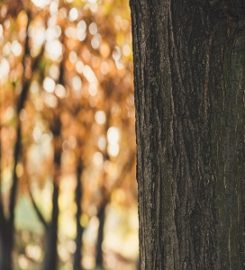 Santa Clarita Tree Service