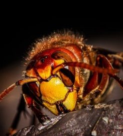 Tulsa Pest Control Pros