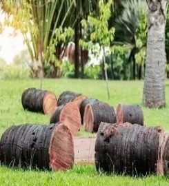 SWFL Tree Service Spring Hill