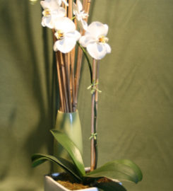 Jephry Floral Studio