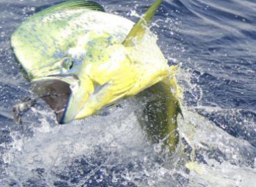 Dream Raiser Sportfishing