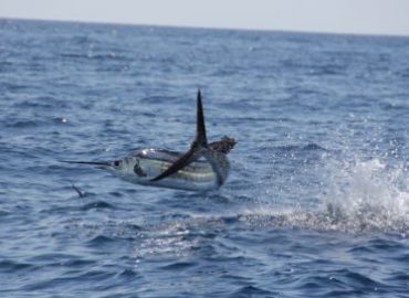 Dream Raiser Sportfishing
