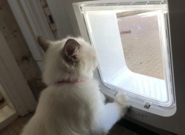 Sydney Paws Petdoor
