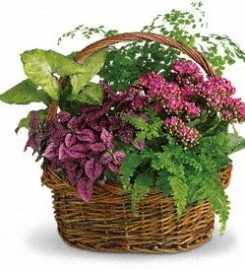 The Blossom Shoppe Florist & Gifts
