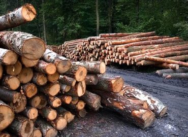 Pro Tree Removal Roswell