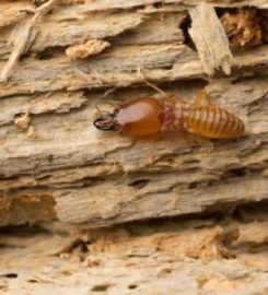 Safeguard Pest Control Sunshine Coast