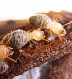 Safeguard Pest Control Sunshine Coast