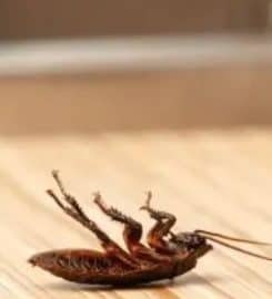 All American Termite and Pest Control Services