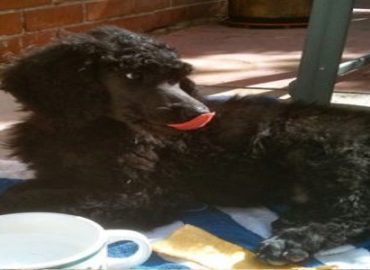 Poodle Stud Teo