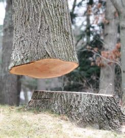 Nampa Stump Grinding