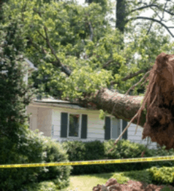 Nampa Stump Grinding