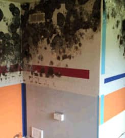 New Mexico Mold Removal