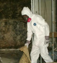 New Mexico Mold Removal