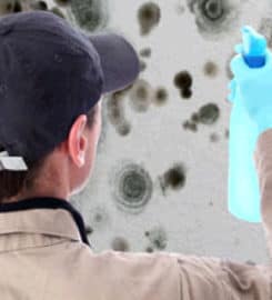 New Mexico Mold Removal