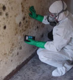 New Mexico Mold Removal
