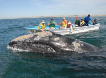 Whale Watching Tours and Cruises Baja California  Gray and Blue W &hellip;