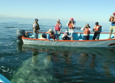 Whale Watching Tours and Cruises Baja California  Gray and Blue W &hellip;