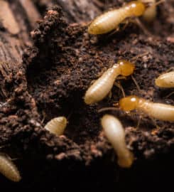Allied Termite & Pest Control Inc