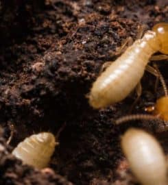 Allied Termite & Pest Control Inc