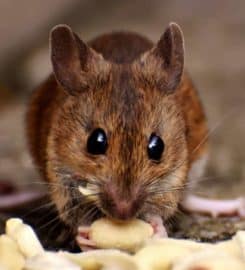 Allied Termite & Pest Control Inc