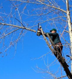 Tree Service Huntsville LLC