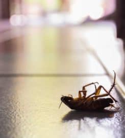 Allied Termite & Pest Control Inc
