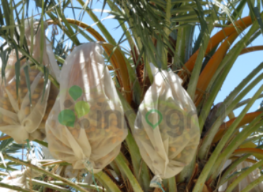 Innogryl – Biodegradable Agricultural Film