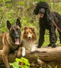 Puptown Houston Dog Training