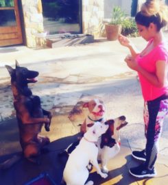 Puptown Houston Dog Training