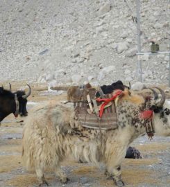 Tibet Universal International Travel Co. Ltd.