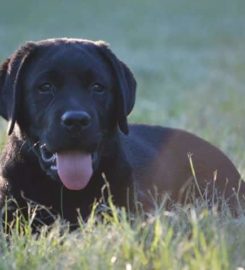 Puptown Houston Dog Training