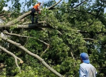 The Tree Feller of Pinellas