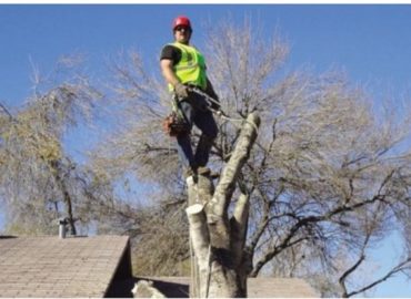 Tree Services New Haven
