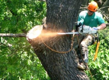 The Tree Feller of Pinellas