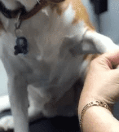 The Doggy Daycare Salon