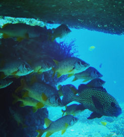 Diveplanner