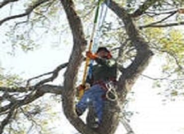 Santa Ana Tree Service Experts