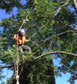 Alexandria Tree Services Unlimited