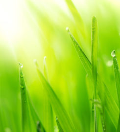 Chris James Landscaping