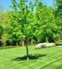 Brookfield Lawn Care & Mowing