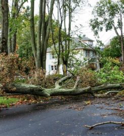 Rochester Tree Service Pros