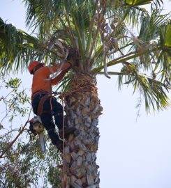 Rochester Tree Service Pros